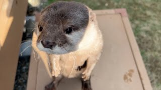 日向ぼっこで春の陽気を感じるお目目ぱちぱちカワウソ Otter basking in the sun