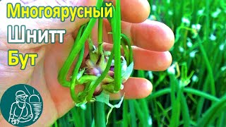 ???? Как цветут многолетние луки: батун, многоярусный, шнитт Выращивание лука Опыт Гордеевых