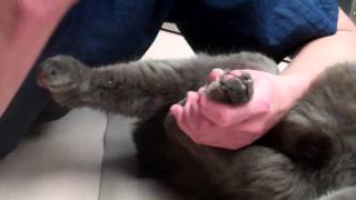 Cat Nail Cap Application and Nail Trimming