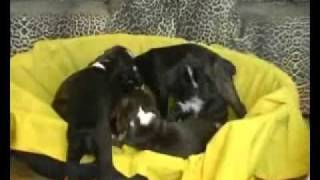 boxer-part2