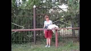 ОКД: английский пойнтер Герш