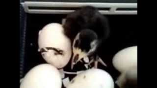 Eclosion poussins dindes partie 2/3