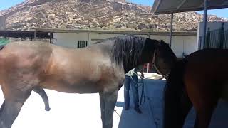 HORSE BREEDING Belgian draft Horse mating