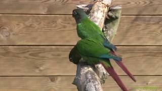 LES CONURES MOLINAE SONT DES MERVEILLES