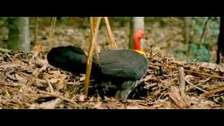 Zamilovaná zvířata  Animals in Love