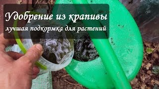 Настой крапивы: как сделать подкормку для растений из крапивы