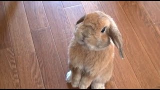 ホーランドロップ　(ウサギ)　のチャップです。　My name is chapp