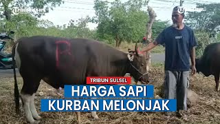 Harga Sapi Kurban Tahun Ini Melonjak di Parepare Ketimbang Tahun Lalu, Selisihnya Sampai Jutaan
