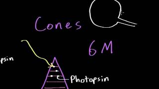 Vision: Photoreceptors (Rods vs. Cones)