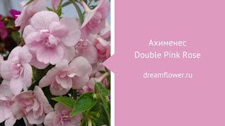 Ахименес Double Pink Rose