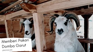 Memberi Pakan/Makan Domba Garut Unggulan sambil Ngawangkong elmu  Domba Garut bersama Abah Amat