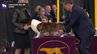 Cardigan Welsh Corgi | Breed Judging 2020