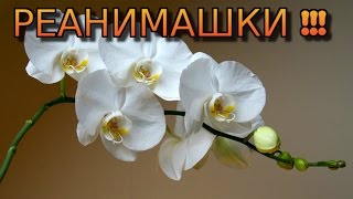 РЕАНИМАШКИ !!!