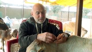 In Memory of Kurma Rupa Prabhu - Care for Cows IV