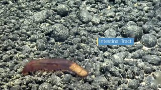 Dinner Time On the Seafloor Below 12,00 Feet with Sea Cucumbers and Sea Spiders! | Nautilus Live