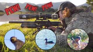 Two Impacts | Pigeon Paradise, Episode 7