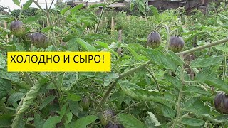 Дожди идут каждый день, но урожай богатый! Обзор огорода в конце лета!