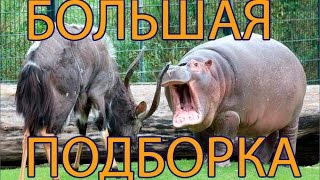 Драки животных. Новые приколы про животных 2014.