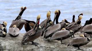 California Brown pelican