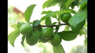 Erik Çekirdeği Nasıl Çimlendirilir ?