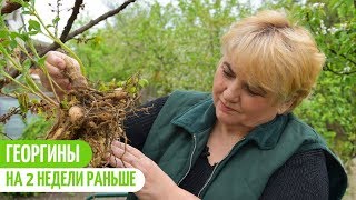 СУПЕР ПРОСТОЙ СПОСОБ ПРОРАЩИВАНИЯ ГЕОРГИН. КОГДА ПРОРАЩИВАТЬ ГЕОРГИНЫ? Мои цветы. Мой опыт.
