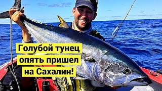 Охота за Голубым Тунцом! Море у берегов Сахалина кипит от рыбы! // Bluefin Tuna! (Eng Subs)