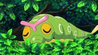 Pokédex - Raupy