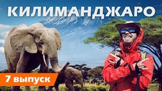 Покоряем самый высокий вулкан в Африке . Килиманджаро с миллионерами . OskolkovTravel .