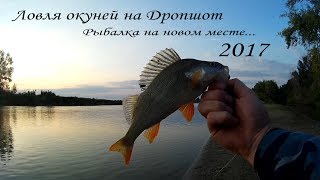 Ловля окуней на Дропшот | Рыбалка на новом месте | Larva рулит | 2017