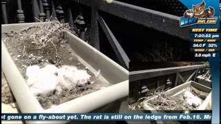 Mrs T  takes flyabout at 7:17 pm 2-18-15