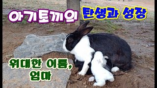 [감동]공원 아기 토끼의 탄생과 성장(Birth and Growth of Baby Rabbits in the Wild)