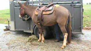 Loretta Lynn mule for sale, saddlin