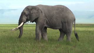 Elephant - Safari Ngorongoro Crater Africa