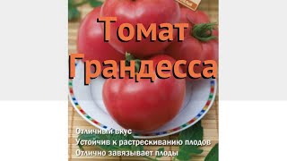 Томат обыкновенный Грандесса (grandessa) ? томат Грандесса обзор: как сажать семена томата Грандесса
