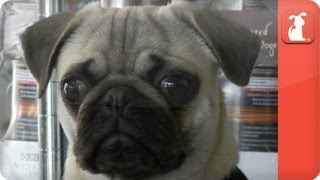 Crippled Pug with Crushed Spine - Unadoptables