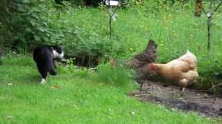 Le chat chitrouille attaque les poules! - Cat fighting with chicken! -    好玩的聊天