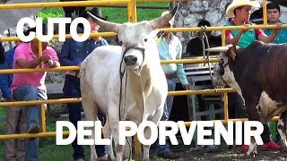**12 TOROS DIVINOS  DE USA EN CUTO DEL PORVENIR 2015** TORAZOS