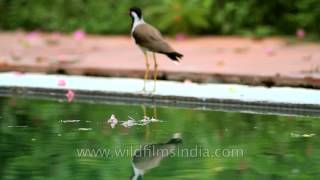 Red-wattled Lapwing on the pool side
