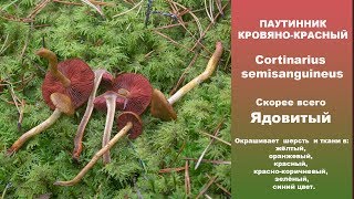 Паутинник кровяно-красный - Cortinarius semisanguineus. Скорее всего  ядовитый!