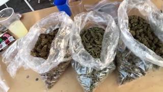 Каннабис КАП 2018 | фестиваль  марихуаны | стрим | Cannabis Cup 2018