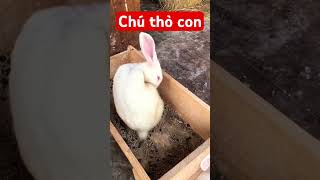 Chú thỏ con / Dạy trẻ thông minh sớm #daybehoc #daybetapnoi #daytrethongminhsom#contho #mới