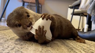 非常に賢い一面とおバカな一面を魅せるカワウソ 笑 otter that shows one very clever side and one very silly side