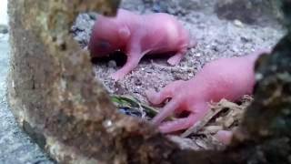 Newborn mouse Новорожденные полевые мыши