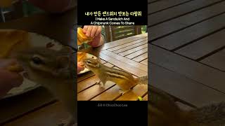 내가 만든 샌드위치 맛보는 다람쥐