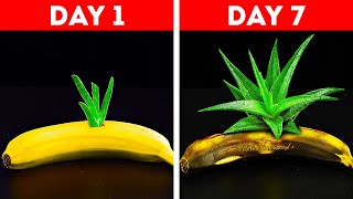 Useful Plant Hacks to Grow Your Own Garden