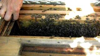 Пчеловодство bee(лежак+пчела Бакфаст)