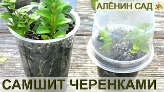 Как размножать САМШИТ / Размножение самшита черенками