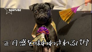 【pug】正月感を味わわされるパグ、梵氏?