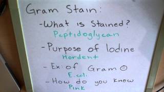 Lab Practicle: How to study