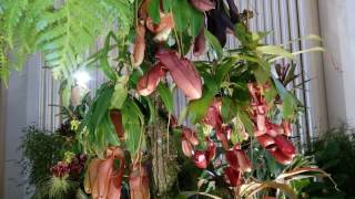 Drážďany 2017 "Orchideen Welt"//Выставка орхидей в Дрездене 25.03.2017//Фото